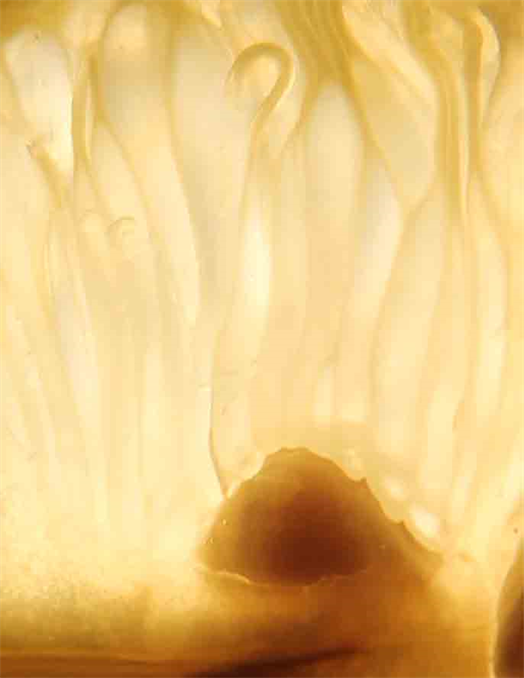 Master Artist Photographer,
The Art of Photography,
By Visual Artist DAPACU,